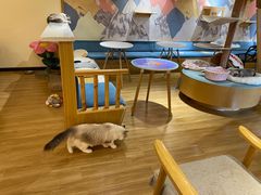 -滚猫咖啡·猫咖·猫友好撸猫(未来城店)