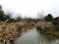 -鹅湖玫瑰文化园
