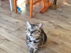 海边的猫和咖啡馆-海边的猫和咖啡馆