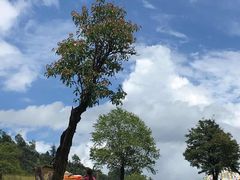 -硗碛藏寨·神木垒景区