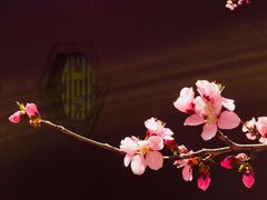 -桃花堤公园