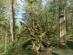 -五营红松林海景区