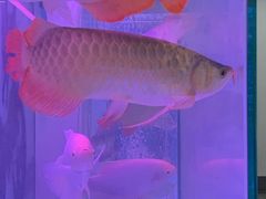 -苏州艺都古玩花鸟市场