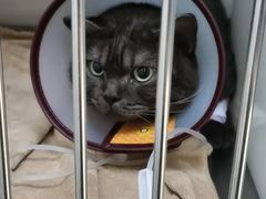 -美联众合动物医院(·中兽医·疑难杂症·严家桥分院)