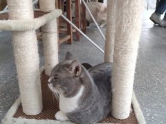 -共舞时光猫咖·狗咖(新街口店)