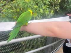 -新加坡飞禽公园