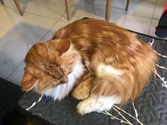 -平行世界·猫咖(首经贸店)
