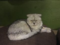 -猫猫幼稚园·撸猫·桌游·电玩