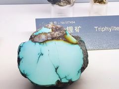 -中国地质博物馆