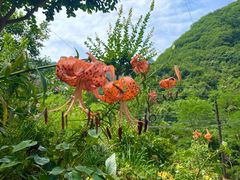 -终南山国家森林公园