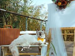 -超宠爱宠物摄影-Super pet