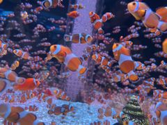 -海合安成都极地海洋公园