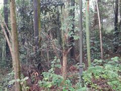 -铁山坪森林公园