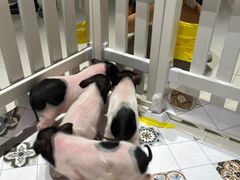 -RU DUCK柯尔鸭公社·撸鸭俱乐部·羊驼·小香猪