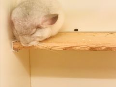 -龙猫仔乐园(惠福东路店)