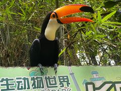 -广州长隆野生动物世界