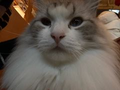 -MOCHA明星猫咖(田子坊店)