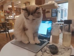 -滚猫咖啡·猫咖·猫友好撸猫(未来城店)
