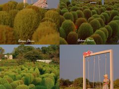 -花开海上生态园