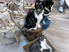-柴迷FANS CLUB·柴犬狗咖·猫咖