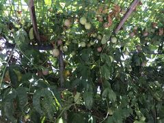 -惠州金海湾嘉华度假酒店