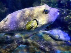 -太平洋海底世界