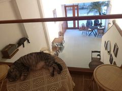 -猫友咖啡店(玉林西路店)