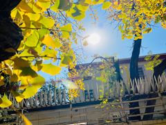 -三里屯东五街银杏大道