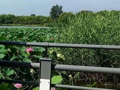 -大兴滨河森林公园