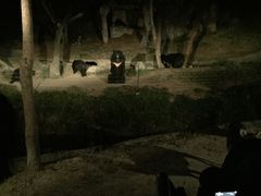 -清迈夜间动物园
