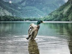 -柯尼希湖