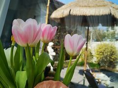-Jo's Garden