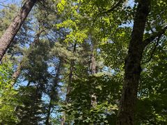 -五营红松林海景区