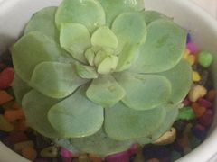 -皇家美孚(麦岛店)