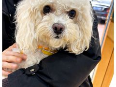 -瑞康宠物医院·犬猫牙科·异宠专科·转诊诊疗中心(劳卫路店)