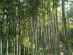 -镇江市南山风景名胜区竹林景区