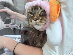 -猫大福·Fortune Cat猫舍(百子湾店)