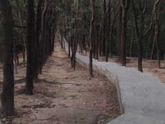 -火炉山森林公园