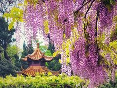 -嘉定紫藤园