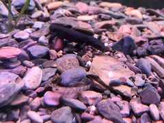 -上海大自然野生昆虫馆
