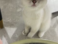 -宠颐生宠物医院·异宠猫科内科·诊疗中心宠巢店