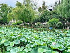 -荷花公园