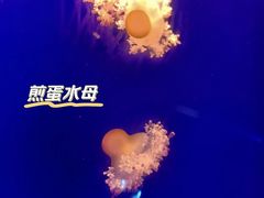 -深圳野生动物园
