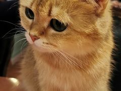 -猫小院猫主题餐厅(三里屯店)