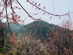 -黄花溪