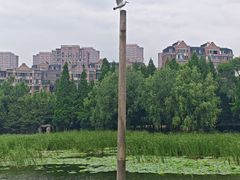 -前关湿地公园