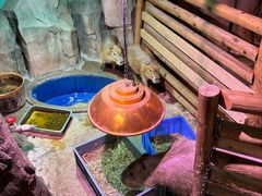 -正佳雨林生态植物园