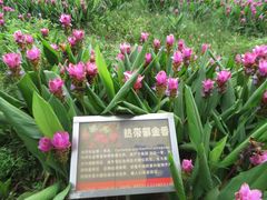 -松山湖南湖湾露营营地