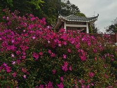 -广州市石门国家森林公园
