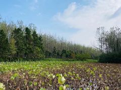 -合肥滨湖国家森林公园